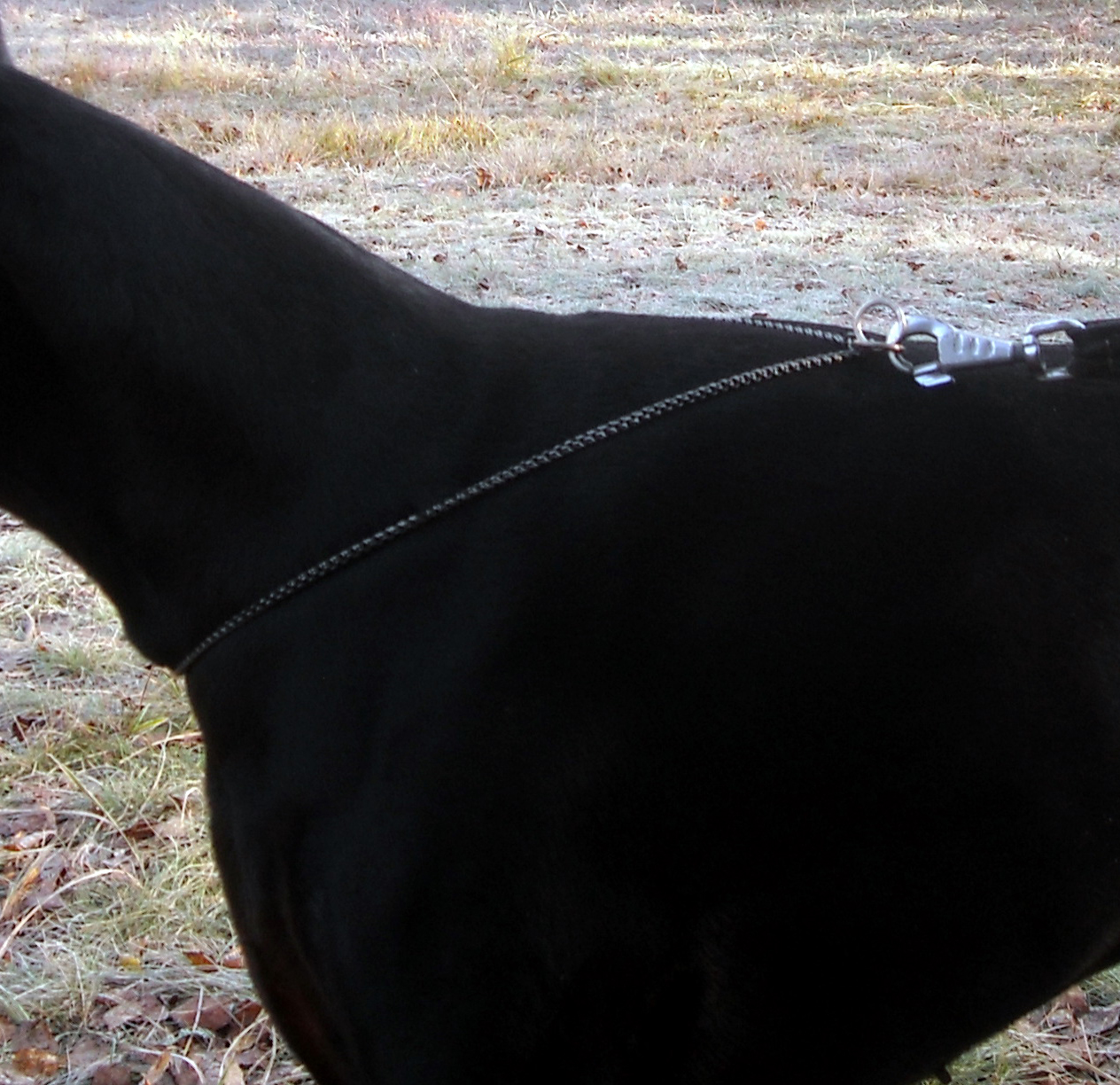 Выставочная рнговка